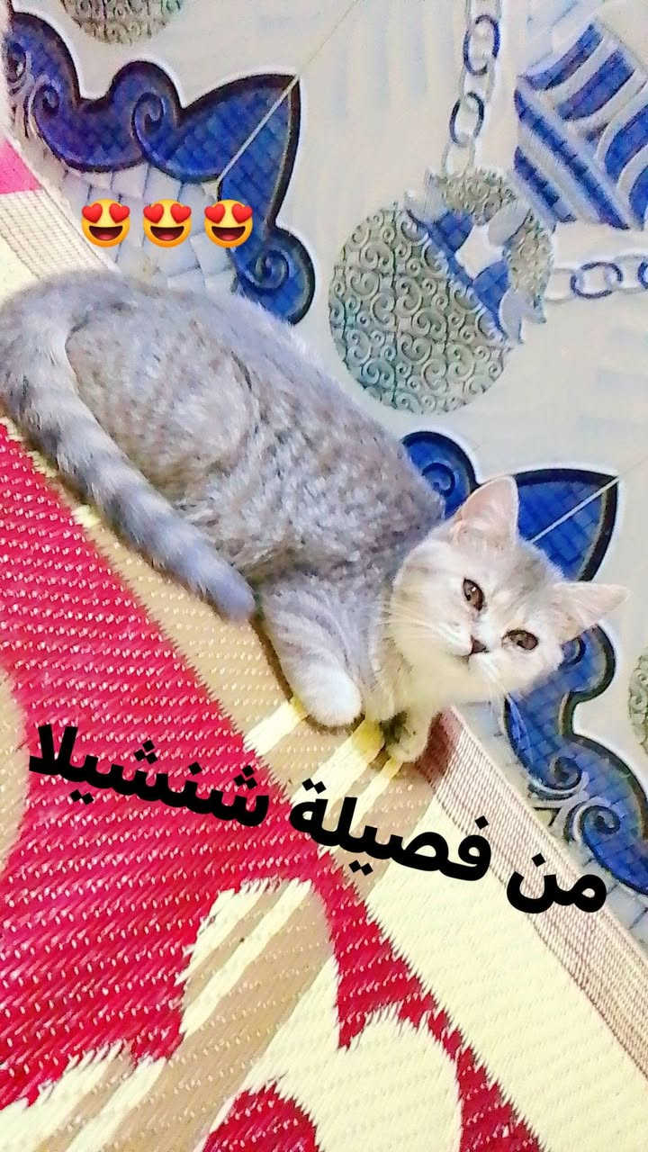 قطط
قطط للبيع نوعية ممتازه والصحة جيده


**إذا كنت صاحب هذا الإعلان وتريد حذفه لأي سبب، رجاءا أرسل رسالة إلى الدعم الفني**