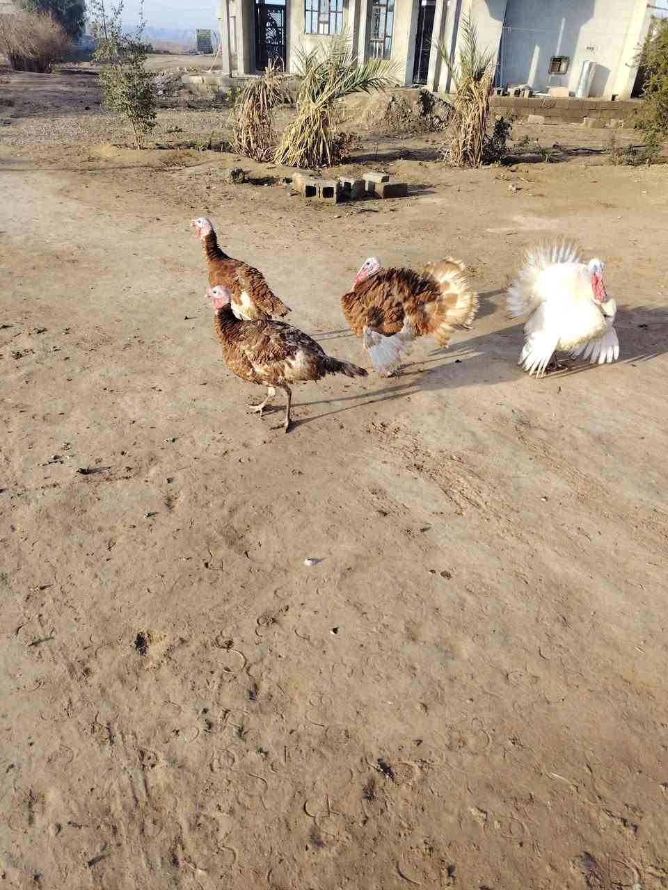 فحله فسيفس البيع ***********
