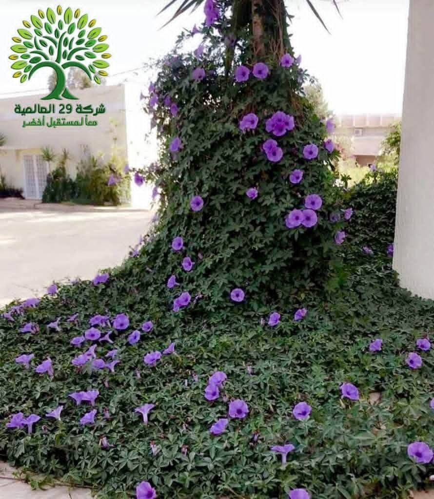 ست الحسن 
ورده جميله متسلقه 

سعر / 4 الف 

عنوان تقاطع سبعه نيسان داخل 
مشتل المصطفى  
***********
