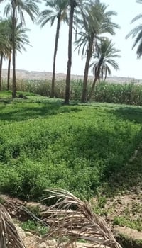 الأنبار حديثة • ٧٦٠م • قرب كورنيش