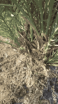 فسائل نخيل بريم • ٨٠-١٠٠ فسائل • توصيل لجميع المحافظات