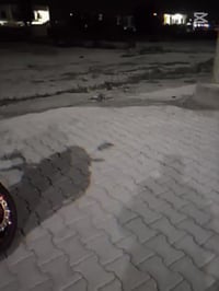 سترنك شبح • ٢٠٢٤ • اصلي