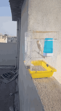 السلام عليكم ورحمة الله وبركاته اخواني ذكر كناري موزاييك فل تغريد جاهز للتزاوج السعر ٦٠ الف مع القفص مكاني اربيل حي نوروز ***********
