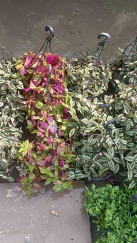 نباتات تعليك • مكحله • تراجي العروس