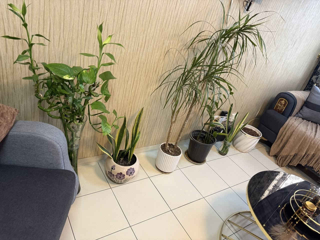 صاله كامله للبيع/ تخم مع طبله مع زرع 
تخم ٨ مقاعد تركي سبع بلوكات جديد ونظيف كلش 
سعر تخم ٥٥٠ وبي مجال بسيط
الطبله ٧٥ وبيها مجال 
السنادين الزرع كلهن ب٥٠ الف 
الخاص مفتوح


**إذا كنت صاحب هذا الإعلان وتريد حذفه لأي سبب، رجاءا أرسل رسالة إلى الدعم الفني**