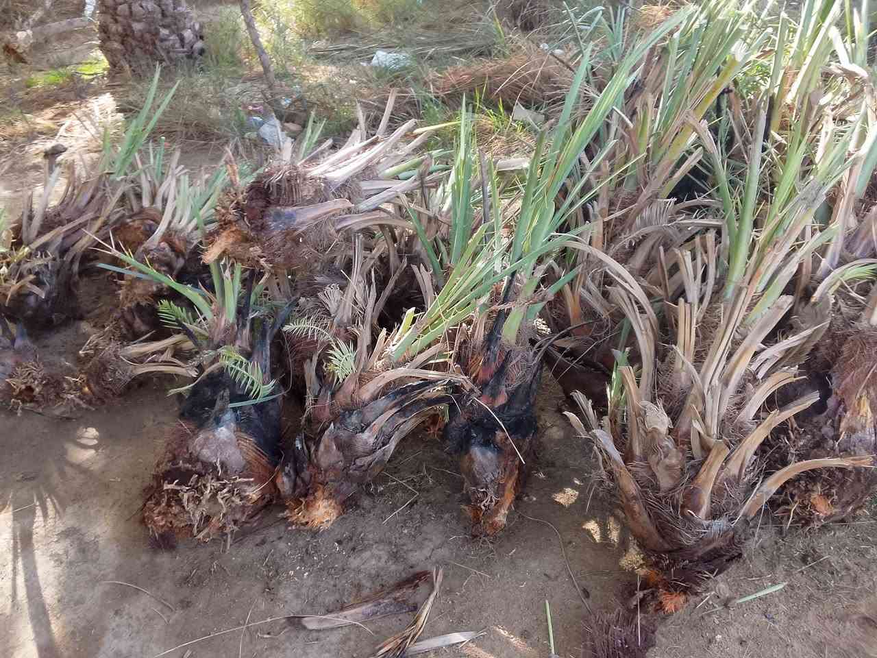 50فسيل حلاوي بجذورة
***********
