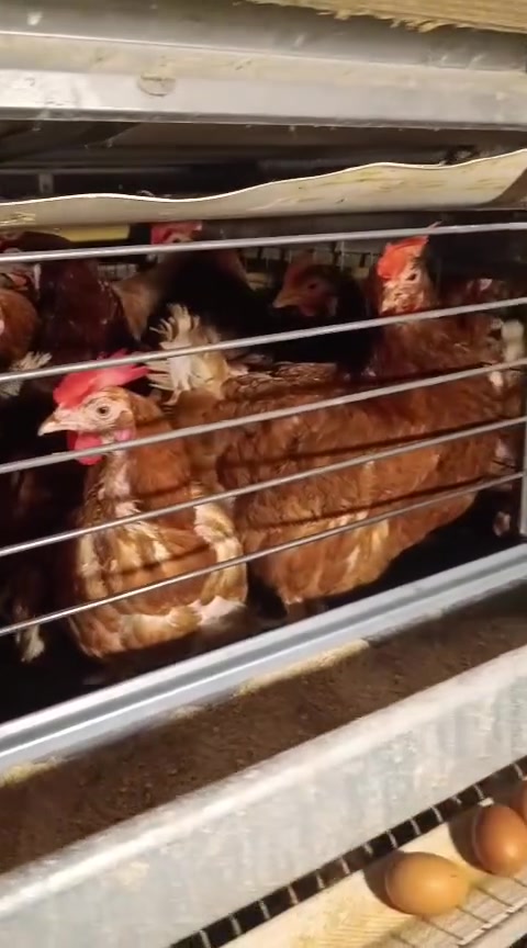 السلام عليكم ورحمة الله وبركاته
وصلتني وجبه دجاج احمر درجه أولى وزنه فوق الكيلوين السعر ٥ دجاجات ب١٠ مع التنظيف
***********
عنوان تقاطع شكرا مقابيل قتيبه عوده

