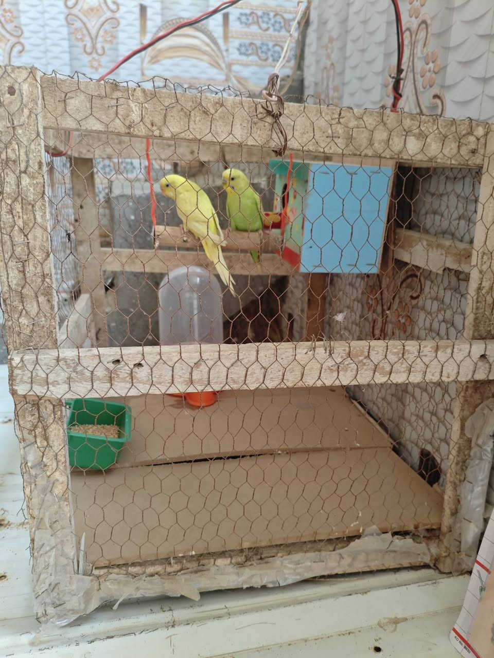 اسلام عليكم/زوج طيور حب / ع وجه مبياض متوازيات كلش😅سعر هنه ولخانه18وبيهن مجال / واذا وحدهن ب 12 وبيهن مجال 
  ((لخانه قياسه 50 س مربع )) قريب عل تقاطع حي زهور


**إذا كنت صاحب هذا الإعلان وتريد حذفه لأي سبب، رجاءا أرسل رسالة إلى الدعم الفني**