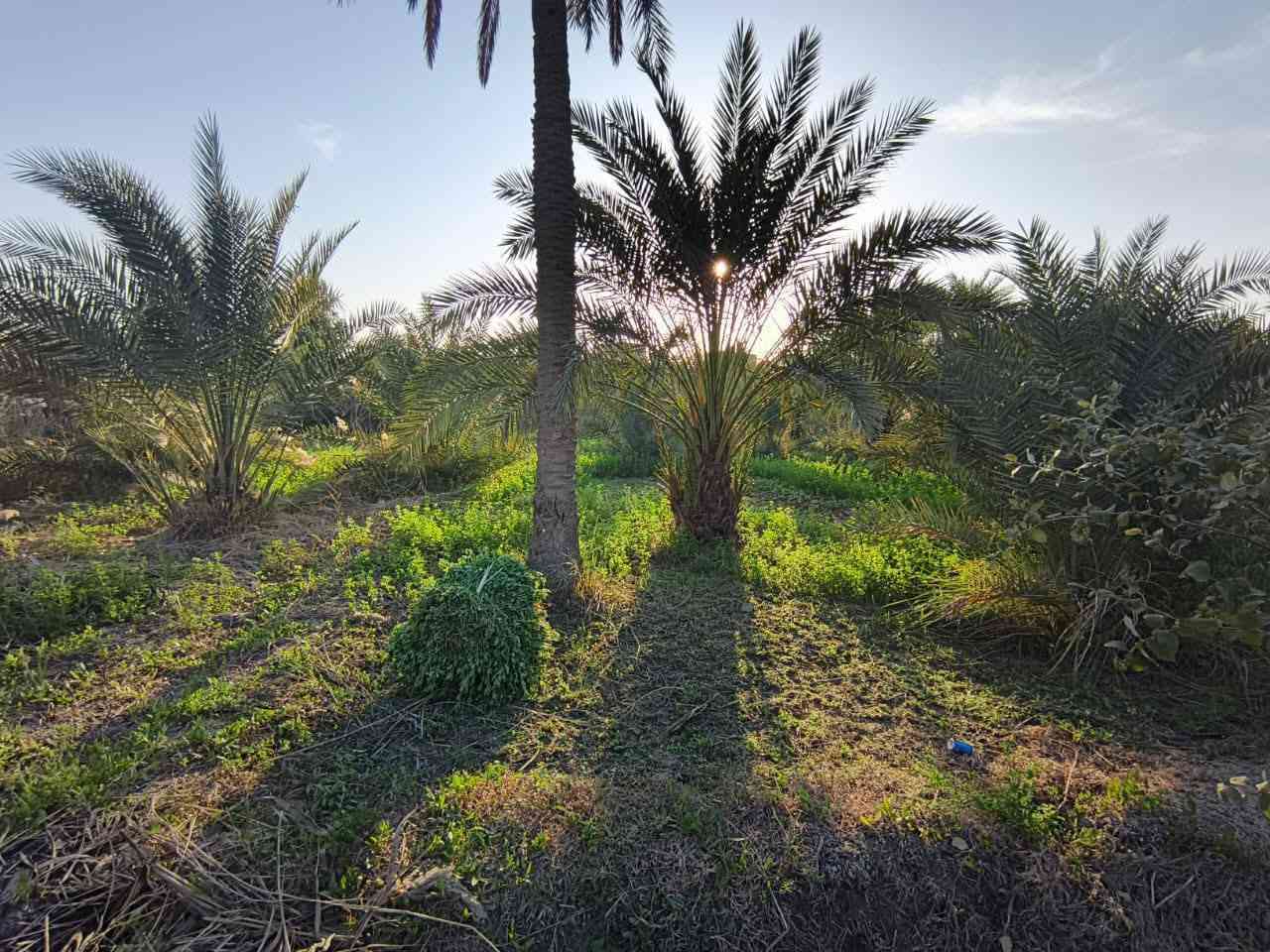 بستان للبيع دونم طابو صرف تحويل في ابوالخصيب ***********#  نسستقبل كافه العروض لديكم أعزائي ابو الخصيب, البصرة
