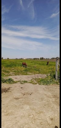 دونم • سند٢٥ • الحمدانيه