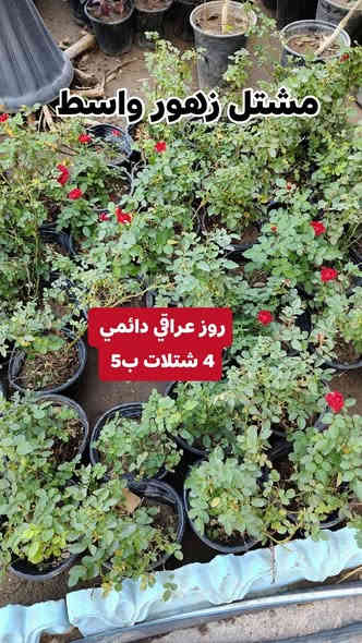 مستمرين وياكم بالعروض 4شتلات بسعر 5000 واكو 3 ب2
الشتلات كلهن دائمي صيف وشتاء وتكدر تختار من كل نوع وحده عادي  
يفتح المشتل طيله ايام الاسبوع من الساعه 7:00 صباحا والى الساعه : 8:30 ليلا
#مشتل_زهور_واسط العنوان كوت فلكه الحاوي شارع مجمع دمشق الطبي مقابل ابتدائية الكوت للتعليم الأساسي #يوجد_توصيل_داخل_الكوت
*********** لطلب والاستفسار واتساب  او مراسله الصفحه الشخصيه بلال الواسطي🌹😊
