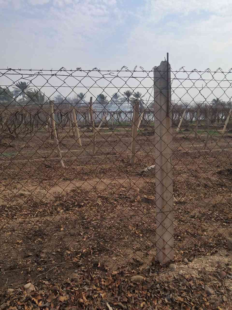 السلام عليكم للبيع قطعة أرض سند زراعي نموذج ٢٥ تحويل بسم المشتري مباشر ٥٠٠متر مزروعه بستان قرب باب السور قبل متعبر البزل تصلح سكن وتصلح منتجع ملاحظه 
1. لدينا عروض كثيره وبمختلف المساحات
 للاستفسار عن السعر والتفاصيل الاخرى مرسله الصفحه او اتصال على الرقم ***********
