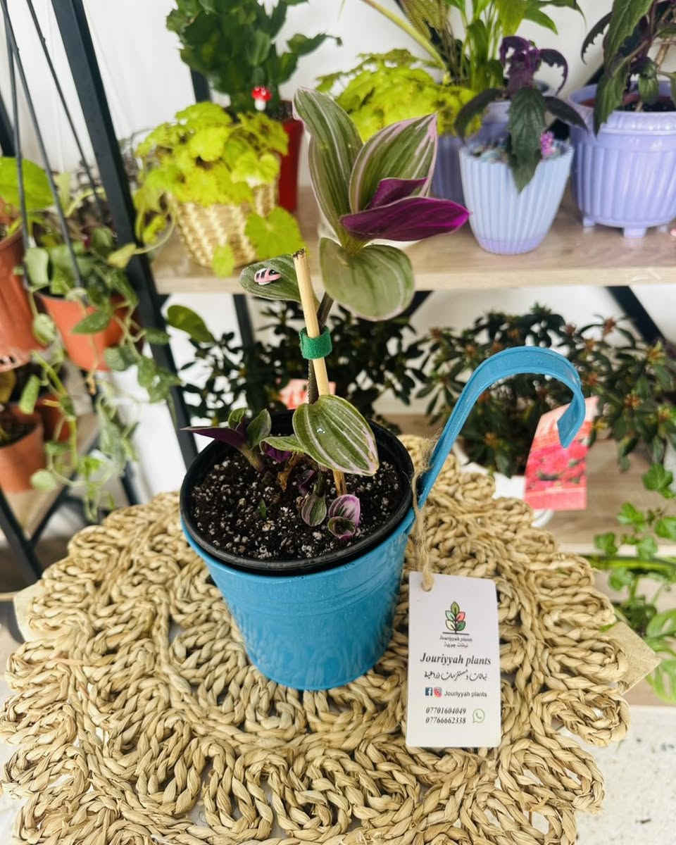 اختر لونك المفضل  ب٥٠٠٠ بس 💛❤️🩵💚🤍
النبات مع السندان  كامل 
سارعو  بالحجز القطع محدودة  🏃
🚚 توصيل فقط 
والتوصيل مجاني للكندي

#Jouriyyah_plants #نباتات #موصل #ديكور #زراعية #استشارات #هدايا #فايتر #سمك #احواض


**إذا كنت صاحب هذا الإعلان وتريد حذفه لأي سبب، رجاءا أرسل رسالة إلى الدعم الفني**