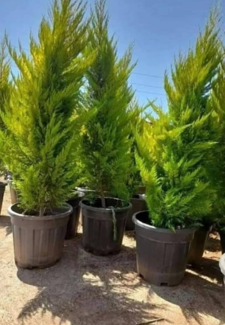 يوجد لدينا خدمة توصيل جميع انحاء المملكة


**إذا كنت صاحب هذا الإعلان وتريد حذفه لأي سبب، رجاءا أرسل رسالة إلى الدعم الفني**