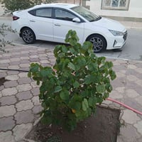 فول مواصفات • ٢٠٢٠ • كفالة