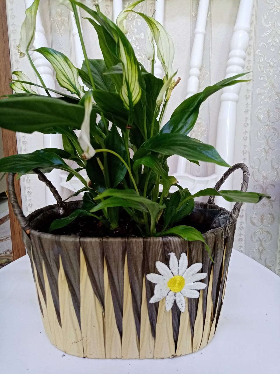 زرع طبيعي ماءي قاروره زرع بلتربه سعر حسب حجم السندانه والقاروره


**إذا كنت صاحب هذا الإعلان وتريد حذفه لأي سبب، رجاءا أرسل رسالة إلى الدعم الفني**