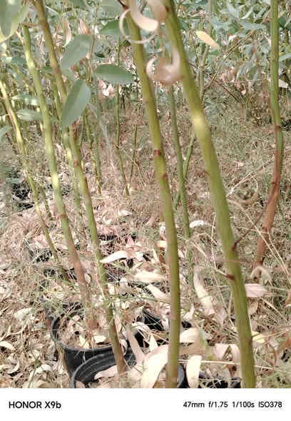 السلام عليكم متوفر. كالمتوز. سطل 26.  ارتفاع 3متر.
سندان 19.  ارتفاع. مترين ونص.  

اسعار جمله.  والتوصيل مجاني.

***********.   العنوان حله. قرب الجامعه الاهليه
