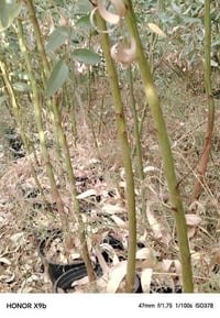 سطل ٢٦ ٣م • سندان ١٩ ٢٫٥م • توصيل مجاني