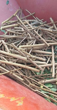 رمان سليمي • جوري عراقي عطري • ديالى