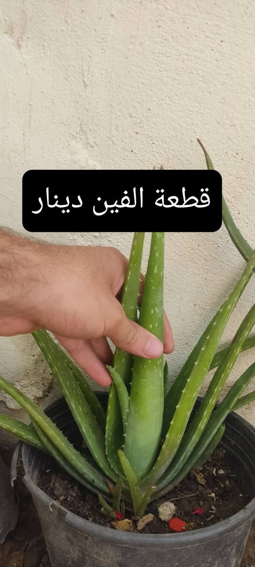 للبيع يتوفر خدمة توصيل
الالوفيرة الاصلية 
***********
