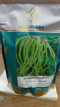 🌱 متوفر لوبيا الرياض F1 – Cowpea Riyadh F1 🌱 صنف مميز من اللوبيا الطوي...