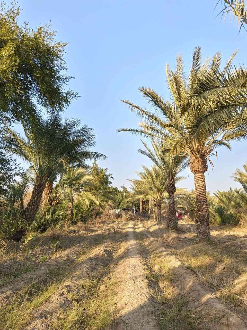 سلام عليكم أرض زراعيه للبيع أربعه دونم الشراي يتصل ع رقم ***********
