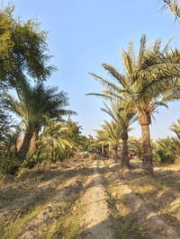 أرض زراعيه للبيع أربعه دونم الشراي يتصل ع رقم 07831058869