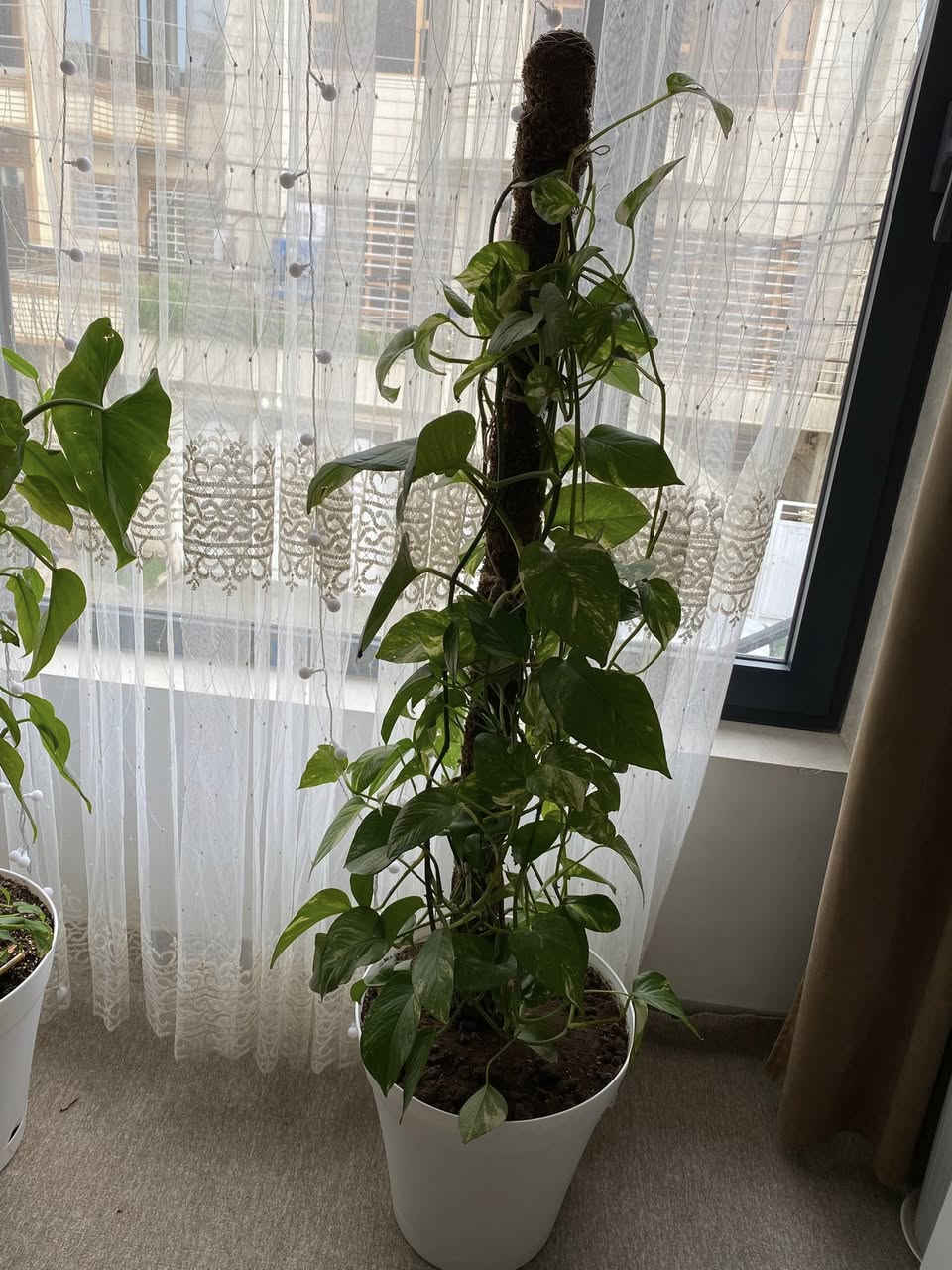 ‎ئەم کولانە ب فروشتن لە سلیمانی مەسج بکە ئەکەر ویستت


**إذا كنت صاحب هذا الإعلان وتريد حذفه لأي سبب، رجاءا أرسل رسالة إلى الدعم الفني**