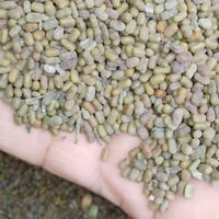 بذور سيسبان البيع التصال عله الرقم 07807776406