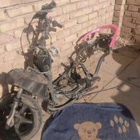 غراض للبيع شاصي فحل كامل هوه وضفيرته نوزل وحواضن موجوده وعندي تخم كفر ...