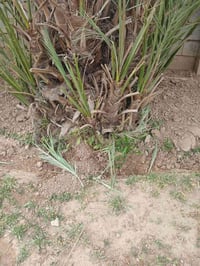 خضراوي • للبيع • يثرب