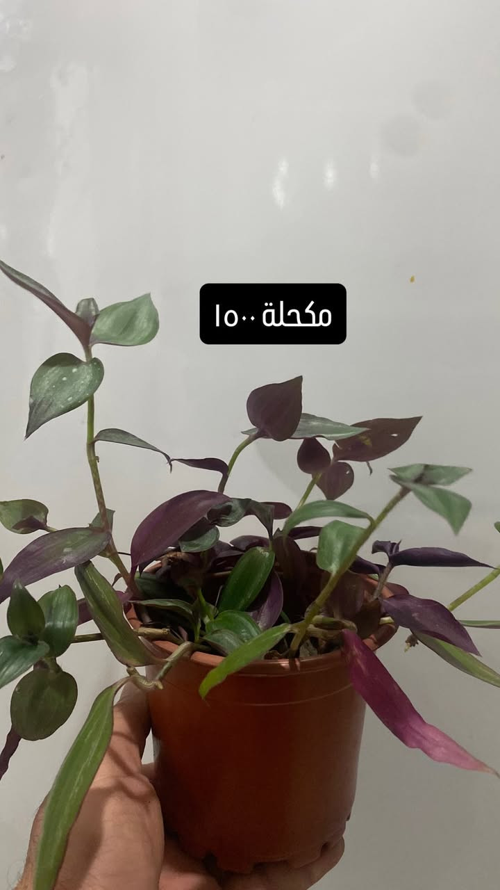 توصيل ٣٠٠٠ فقط
اكثر من ٣ طلبيات توصيل مجاني🔥


**إذا كنت صاحب هذا الإعلان وتريد حذفه لأي سبب، رجاءا أرسل رسالة إلى الدعم الفني**
