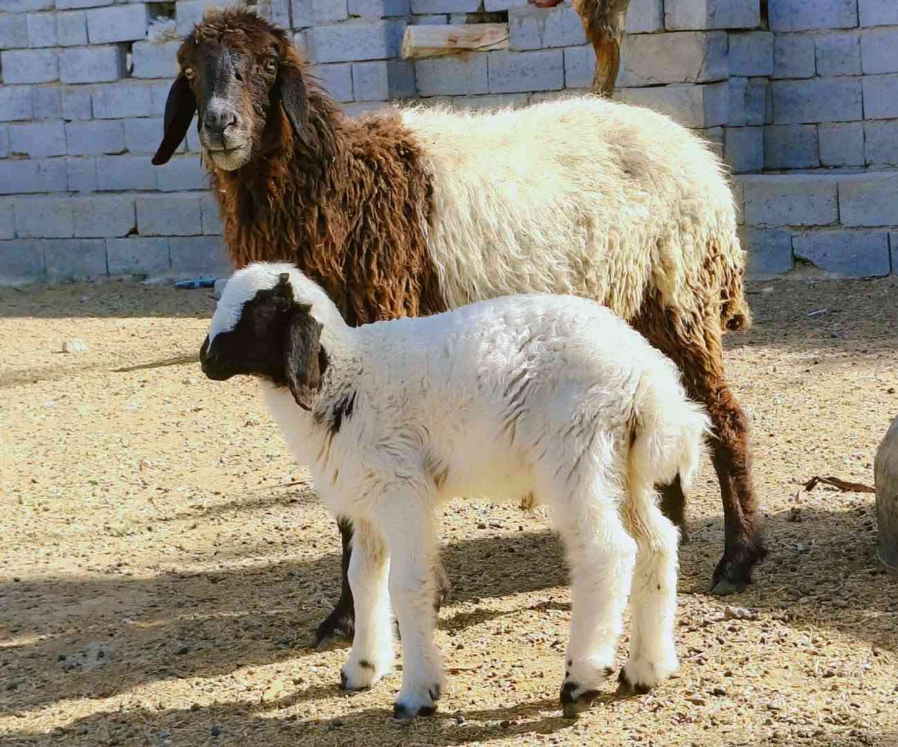 غنم عدد 5مراح واحد كلهن وراجين بس وحده ام رابع
عله كل عيب  مكفولات عين وسن وشطر  ونصاحه فول  حلال نضيف ومال جني  
مضاريع  شهرين و3 

سعر الوحده 290 
سعر مال بيع 
ديوانيه سنيه
 تــــوصــــيل مــــــاكوووو

***********
***********

