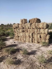 تبن • كبسات • المحاويل