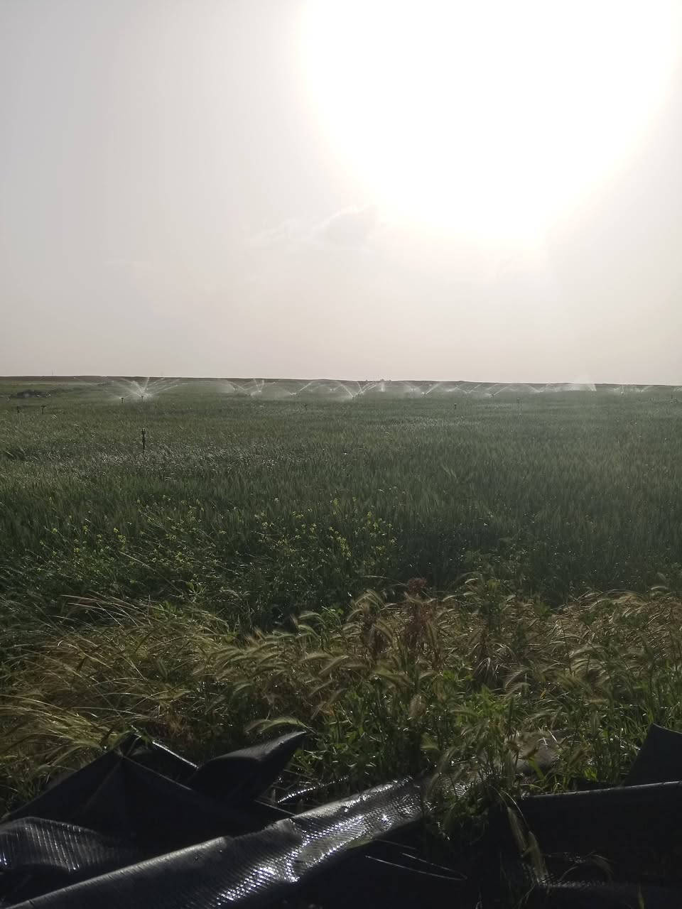 أرض زراعيه للبيع ،صلاح الدين تكريت ،غرب سريع تكريت
المساحه ٤٠ دونم ،تتكون من مرشه ثابتة وبئر أرتوازي ،وحقل سمك ٢دونم 
ومحوله وضاقطه ٦ب٥ ضقط ممتاز جداً.

الأستفسار وتفاصيل أكثر ***********.
