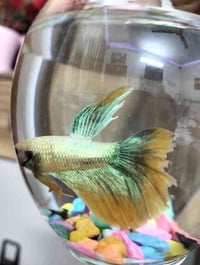 سمك فايتر • مع علف • توصيل مجاني