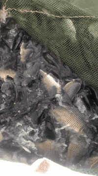 السلام عليكم تعلن اسماك بيومي كيلو سمك اقفاص السود المسكوف 8000 بدون سكف 6000 العنوان بغداد حي الجامعه مجاور زنود الست علي الحمداني يوجد لدينا خدمة توصيل داخل حي الجامعه وخارج حي الجامعه للحجز اتصل بي ***********
