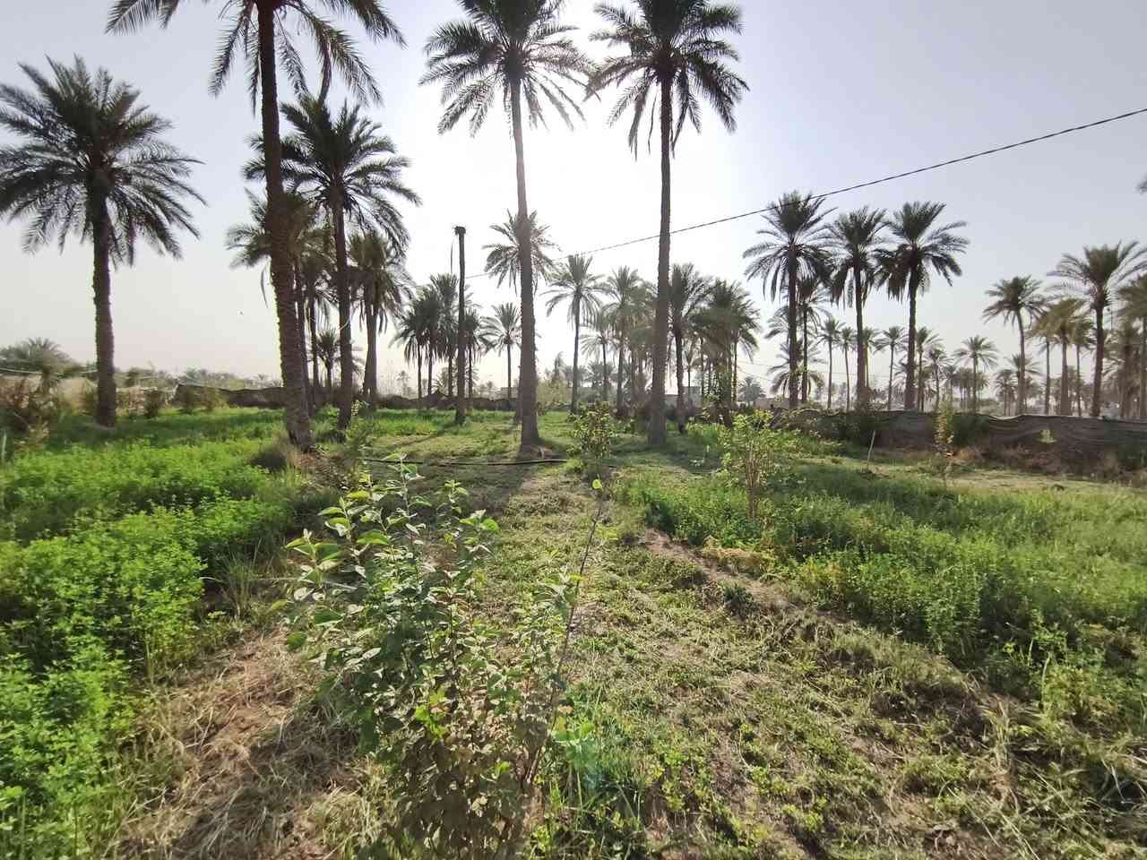 🌿 #عرض_راقي_للبيع في كربلاء 🌿
فرصة مميزة لعشّاق الهدوء والطبيعة 🍃
طابو زراعي سند 25 باسم شخص📍الموقع: كربلاء – منطقة الجذار                         
        (قريب منطقة شط الله)
🏡 المساحة: دونمين إلّا 400 متر
🚪 الواجهة: 15 متر بالبداية
     وانوب تعرض لحد ٤٥ متر تقريباً
🌴 المواصفات:
تحتوي الأرض على أشجار مثمرة (نخيل – برتقال – رمان – وسدر)
أكثر من 50 نخلة حمال
منطقة سكنية وهادئة جداً
جميع الخدمات متوفّرة: 
💧 ماء أساله – 💡 كهرباء 
💦 ماء سقي
✨ تصلح للسكن أو الاستثمار أو مكان استراحة خاص
📞 للاستفسار:
***********☎
***********☎
موقع الأرض
