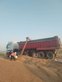 وبركاته  يوجد نساف لتأجير لنقل الحنطة مع شفاطة كادر كامل ماعليك بس اتص...