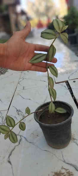 عرض اليوم يم مـشـتـل دومـيـز ☁🔥
النبتات الي داخل المنشور القطعه ب750 بس 🩷✨ والكميه خير من الله 🔥🖤
شكراً لاختياركم #مشتل_دوميز نقدم لكم كل ما تاحتاجونه 🩵
جـمـال حـديـقـتـك🖤 يـبـداء مـن مـشـتـل دومـيـز🌳
♦#....بيش يبيعون اني ارخص.منهم💪
♦ العرض مستمر لحين.انتهاء الكميه💥💥💥💥
          💞#مشتل_دوميز💞
♦موصل الايسر •حي الساهرون
♦🔥🖤━شارع_✘✘_المولدات━🩵🔥
       موصل الايسر #حي_الساهرون شارع المولدات
♦✧════•❁❀❁•════✧
للحجز والاستفسار واتساب فايبر
♦***********
✧════•❁❀❁•════✧
متوفر توصيل داخل #الموصل_الحبيبه🩵🫂
♦***********واتساب فقط

#مشتل_دوميز #نباتات_منزلية #نباتات_داخلية #تجهيزات_زرع #نباتات_الموصل #ديكور_نباتي #عشاق_النباتات #نباتات_ظل #نباتات_زينة #موصلنا_خضرا #نباتات_للبيت #تنسيق_نباتات #هدايا_خضراء #نباتات_وعناية #AL_MOSUL @إشارة
