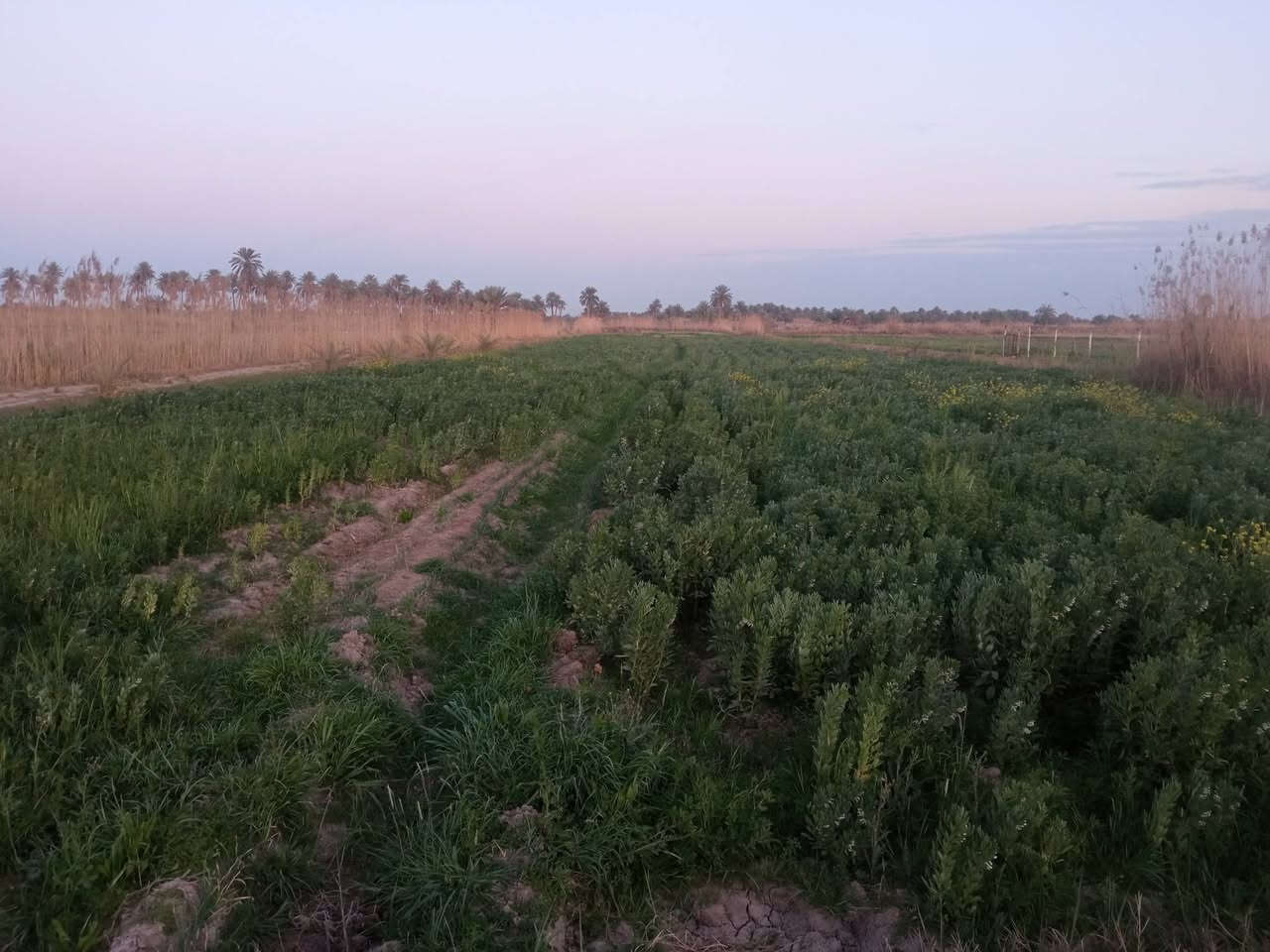 للبيع: أرض الخير.. جاهزة للزرع والإنتاج 🌱
 فرصتك الذهبية لامتلاك أرض مثالية ومستصلحة بالكامل للبناء او الزراعة والاستثمار ✨
*أرض زراعية بمواصفات ممتازة، إذا كنت تبحث عن استثمار زراعي ناجح أو بناء منزلك او انشاء مزرعة أحلامك ، فهذه الأرض هي الخيار الأفضل.
 * موقع هادئ وبعيد عن الضجيج.
* المساحه 4 دوانم و 800 متر .
* تبعد عن الشارع العام 200 متر فقط.
* الماء والكهرباء مستمرة (طوارئ) وطريقة الري مباشره (سيح) .
* الموقع محافظة كربلاء قضاء طوريج ناحيه الخيرات 
* السعر للودنم الواحد (88 مليون ) [وقابل للتفاوض للجادين]
للتواصل ومعاينة الأرض على الواقع: 
***********
***********
