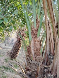 تالات برحيه • اثاث • الدولاب