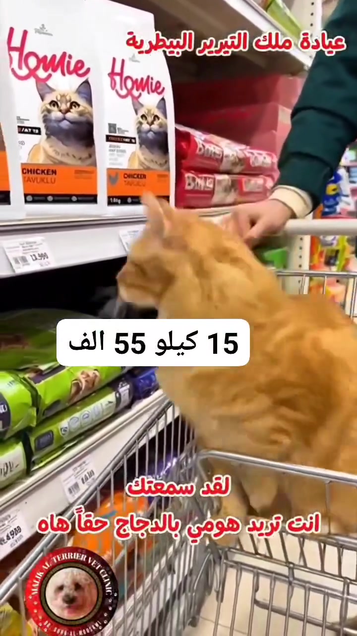 ✨ هومي جملة و مفرد ✨
للقطط البالغة 🐱 بنكهة الدجاج 🍗 سوبر بريميوم 🙀
بروتين عالي 33 / دهون متوازنة 15
😼 يناسب النمو و احتياج الطاقة اليومي لأليفك 
😸 حبوب قليلة، خالي من السكر و الصويا و غير معدل وراثياً بالكامل
😻 يدعم الهضم الصحي، المفاصل، صحة الجلد و لمعان الشعر
😽 يناسب جميع سلالات القطط حتى الحساسة
و متوفر بعدة اوزان 2.75 كيلو ، 15 كيلو

للاستفسار الاتصال : *********** .. ***********
عنوان : نفق الشرطة / اتجاه العامرية - شارع بسكولاته
🐾 مشتل و عيادة ملك التيرير 🐾
