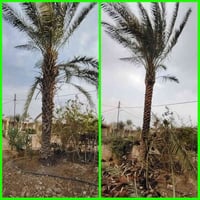 تكريب وتنظيف النخيل • قبل وبعد