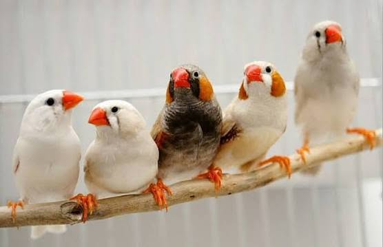 الاستفسار ***********
