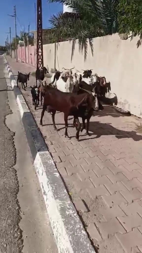 اللهم صلي على محمد وآل محمد 🌺
صخول للبيع صخول ناصحات وحلوات مال بيت خاليات من كل مرض وعيب وشرط الصحة والسمن كلهن توامات 
العنوان القرنة الثغر للستفسار ***********‬‏ واتساب + اتصال
