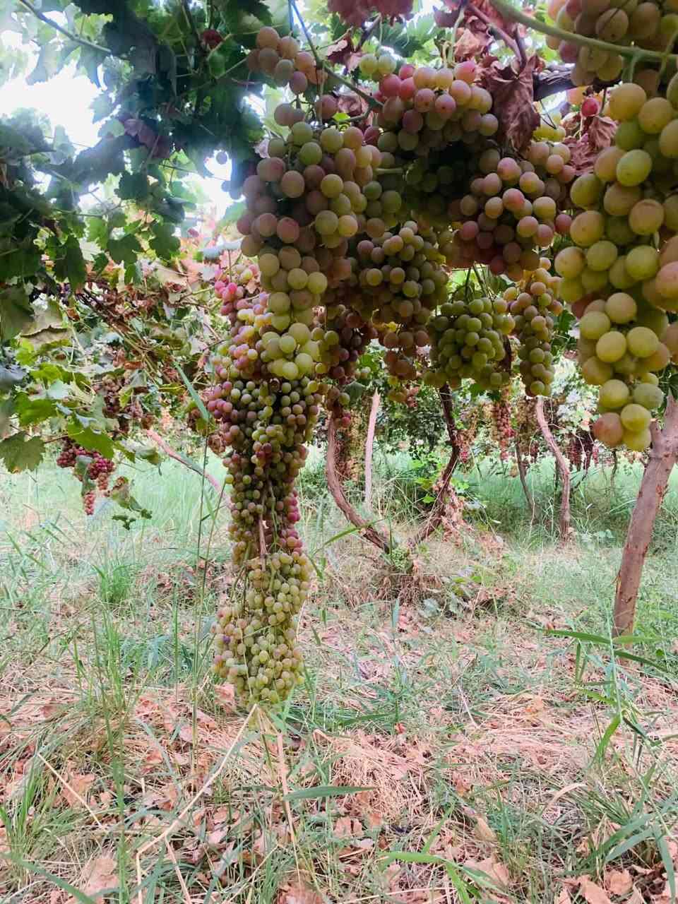 العلم الحاوي مزرعه دونمين2طابو زراعي شرط التحويل مزروعه قمرية عنب درجه اولى عملية السقي حديثه تقطير مخدومه اساله وكهرباء وقريبه من التبليط جداً السعر مناسب 
استفسار***********
