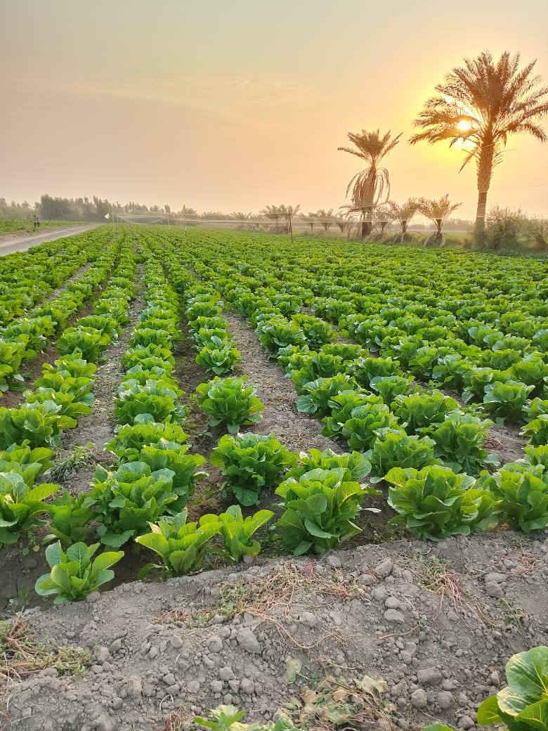 ارض زراعيه 6دونم مع منزل صغير ومتوفر كافه الخدمات فيها من ماء سقي ثلاث خطوط وماء اساله خطين وانترنت وسحب وكهرباء ثري فيز تبعد عن الشارع العام 50متر العنوان اليوسفيه قرب سوق ابو طارق سعر الدونم 60مليون  وقابل للتفاوض للاستفسار الاتصال على الرقم التالي ‏‪***********‬‏
