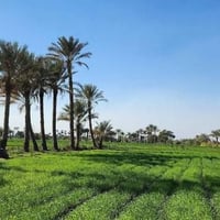 طارمية • ١٠ دونم • بيت وحقول