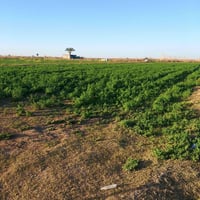 السجر • ٨ دونم • طابو زراعي